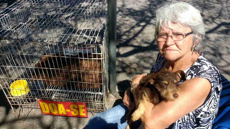 Campanha na web encontra novo lar para cachorrinha abandonada 24h depois de ser adotada