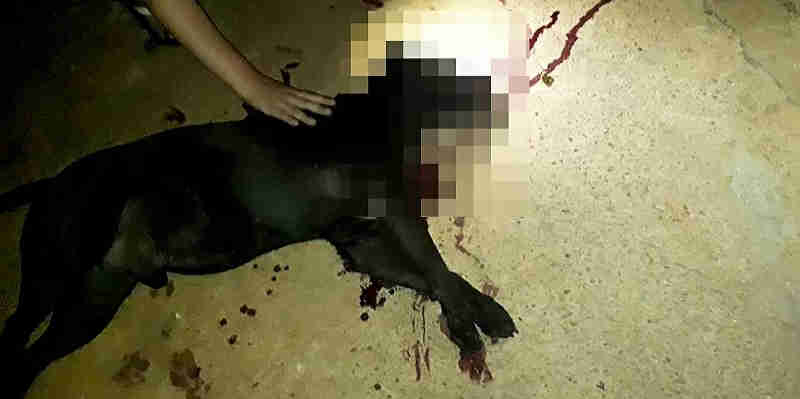 Pit bull solto na rua é morto por policial militar ao supostamente atacá-lo, em Lavínia, SP