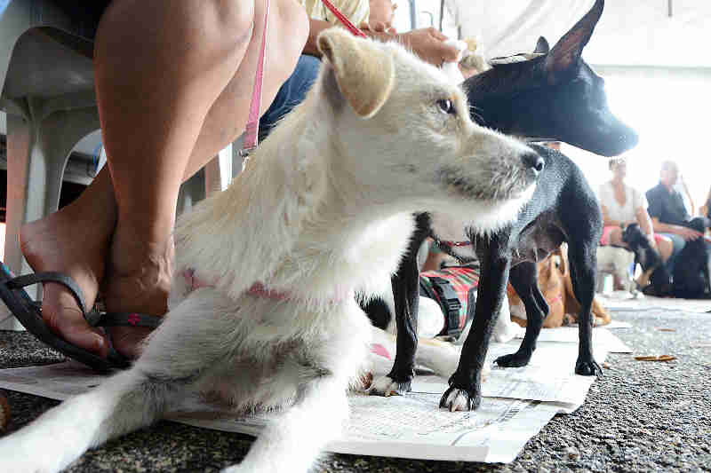 Castração de animais será retomada na terça-feira, em Sorocaba, SP