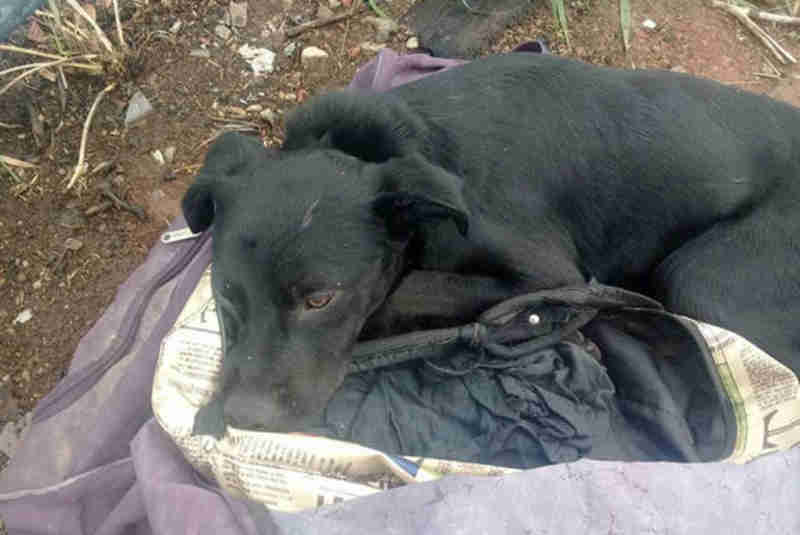 Cachorro morre após ser enforcado dentro de mala em Americana, SP