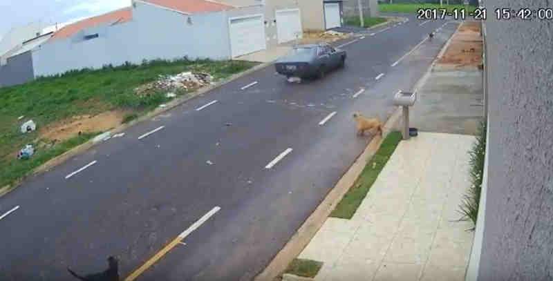 Motorista atropela e mata cachorro, e recebe multa de R$ 6 mil em Franca, SP; vídeo