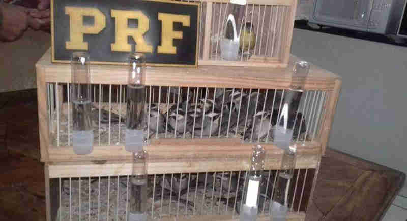 Mais de 30 pássaros exóticos são achados em porta-malas na Rodovia Régis Bittencourt, em SP
