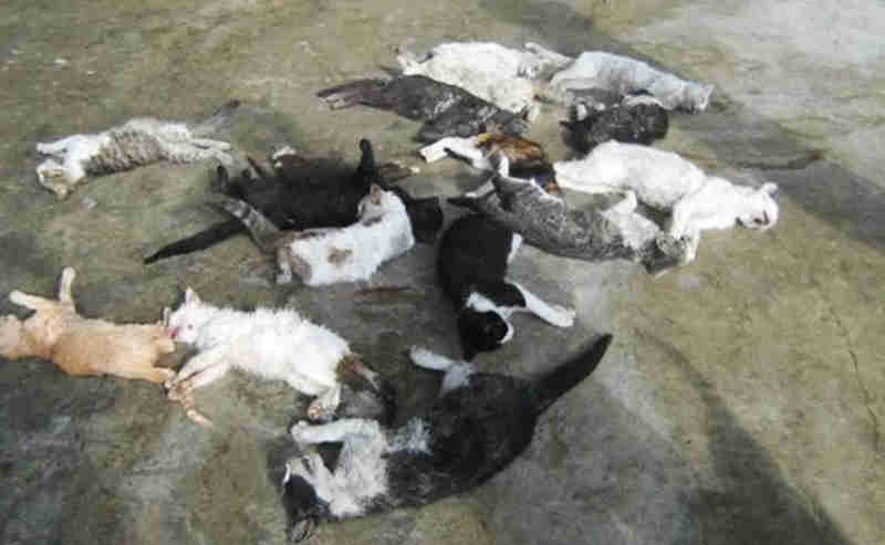 Morador denuncia matança de gatos em Marília, SP