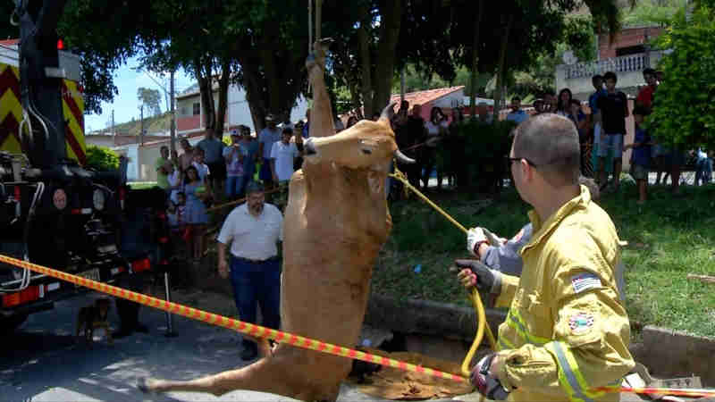 Vaca presa em buraco em Mogi das Cruzes (SP) é retirada com auxílio de guincho do Corpo de Bombeiros