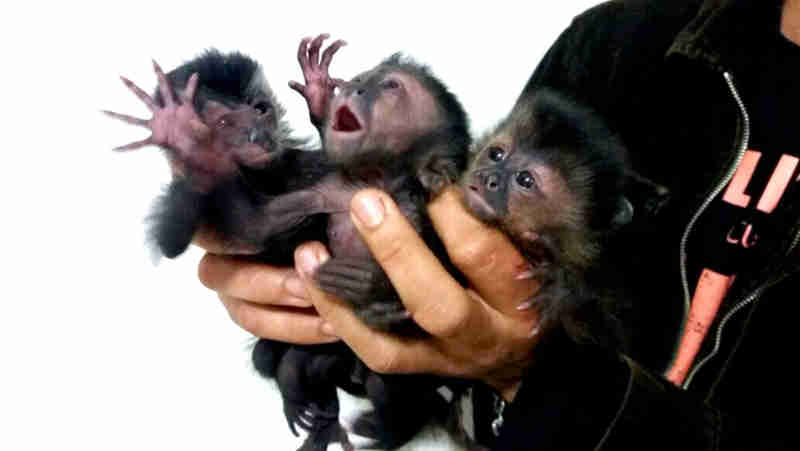 Filhotes de macaco-prego são apreendidos em bagageiro de ônibus em Ourinhos, SP