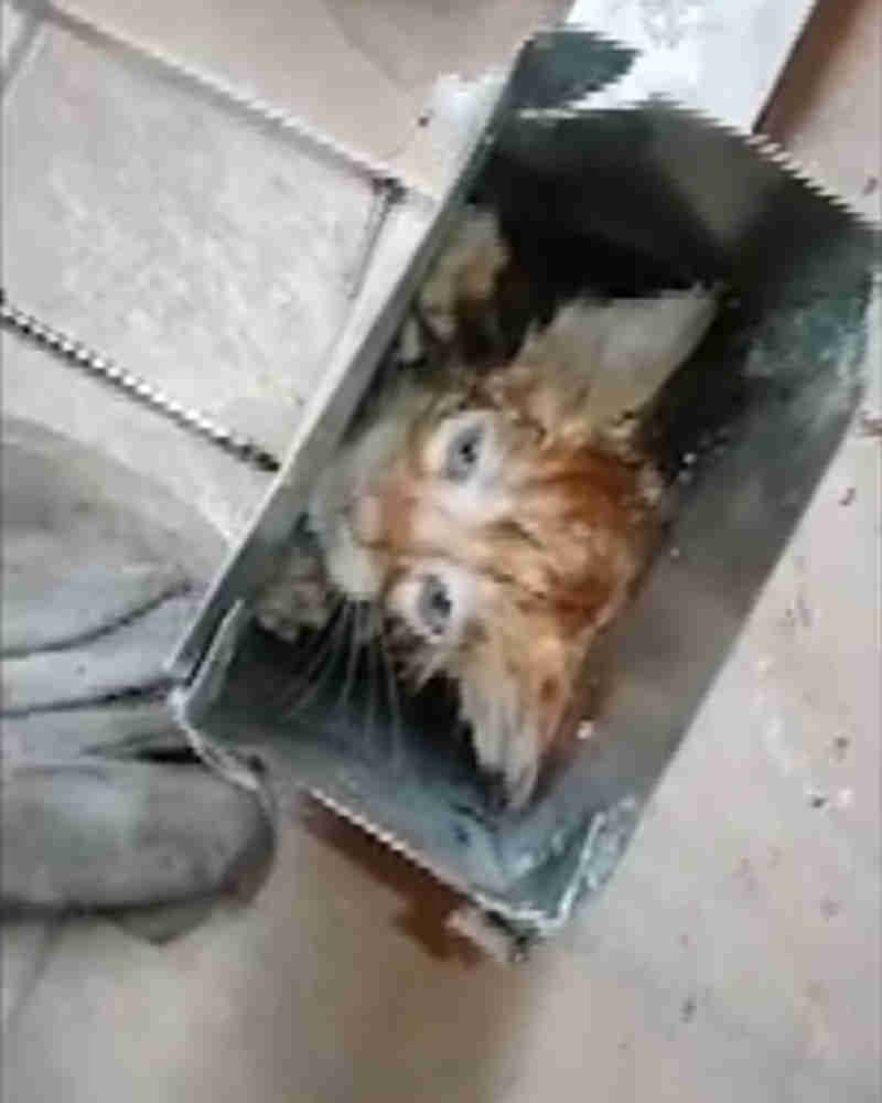 Bombeiros resgatam filhote de gato preso em tubulação de calha