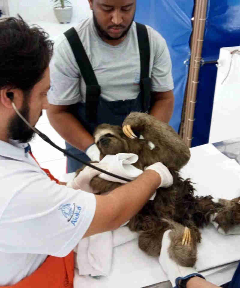 Bicho-preguiça é resgatado por pescadores após ser visto nadando no mar