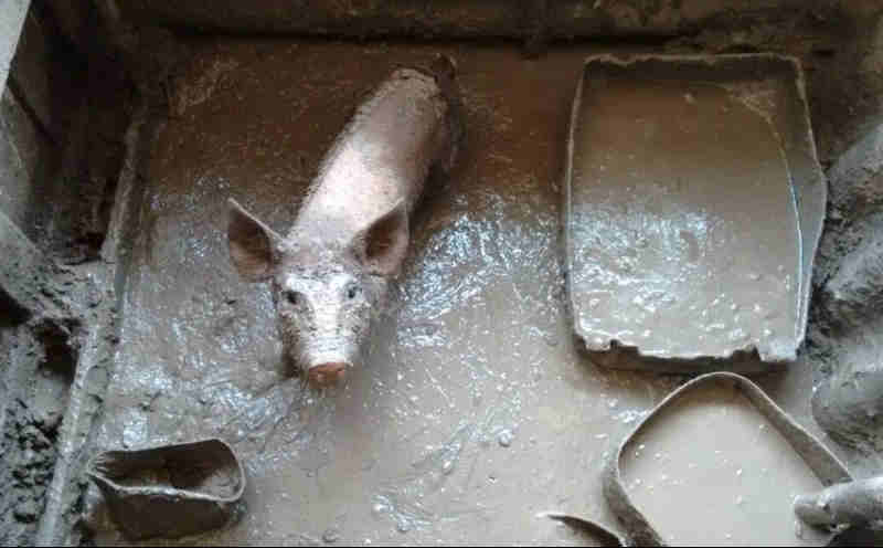 Porcos são encontrados confinados em área minúscula sem água e comida