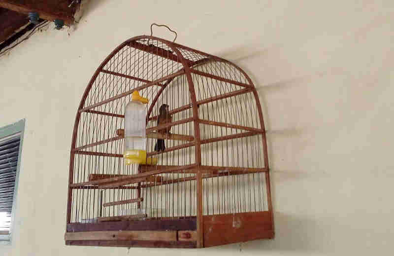 Morador de Sandovalina (SP) recebe multa de R$ 5 mil por manter em cativeiro ave ameaçada de extinção