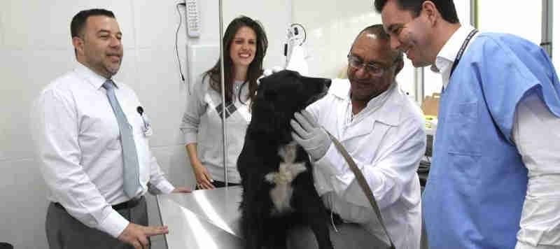 Após trabalho ser interrompido, Prefeitura de Santo André (SP) retoma castração gratuita de cães e gatos