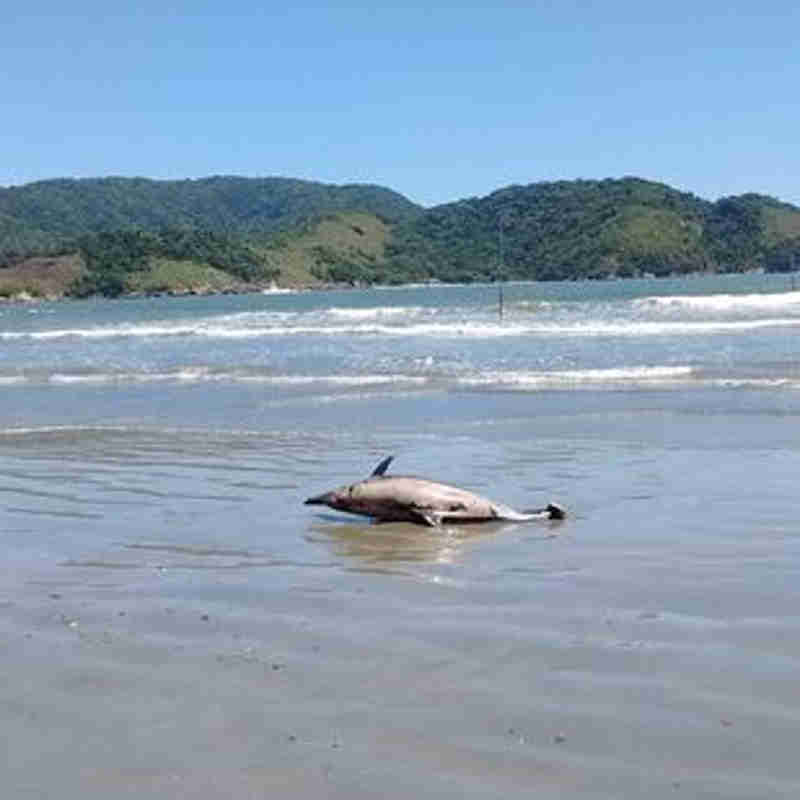 Golfinho é encontrado morto em praia de Santos, SP