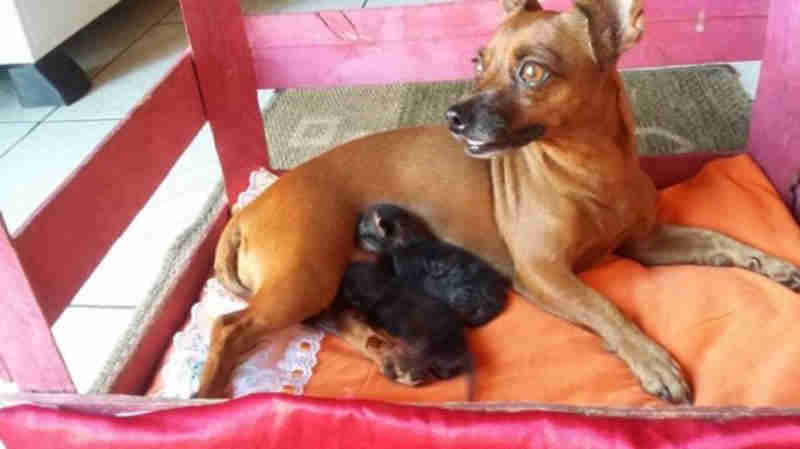 Cadela adota gatos recém-nascidos resgatados de enxurrada em TO