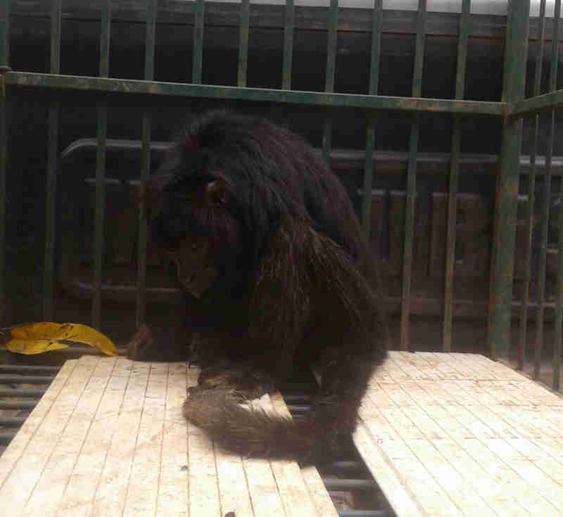 Filhote de macaco é resgatado após ser encontrado ferido em chácara em TO