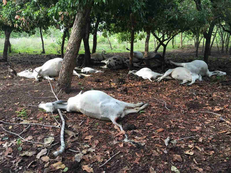 Raio atinge fazenda e mata mais de dez vacas durante temporal