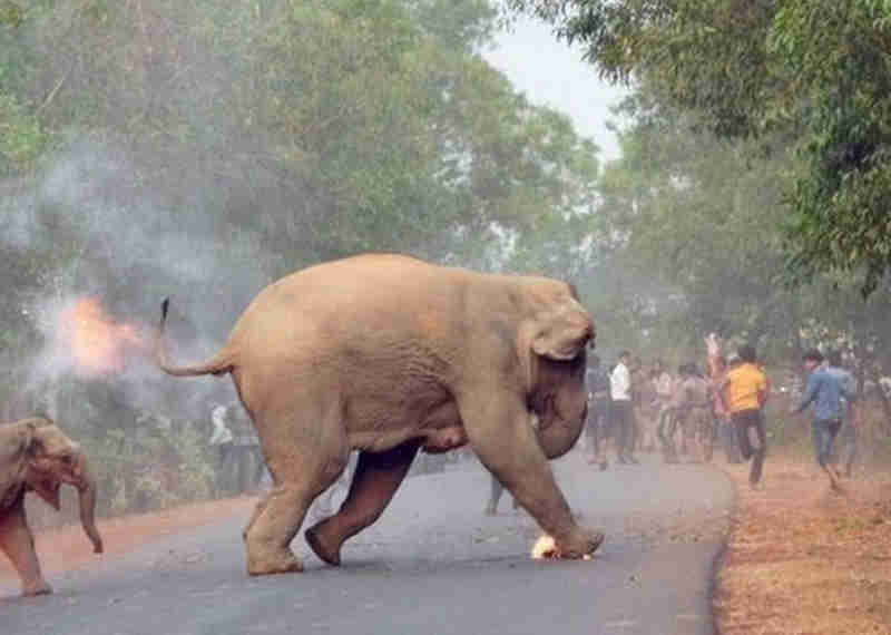 Foto de elefantes em chamas na Índia lança alerta sobre agressões