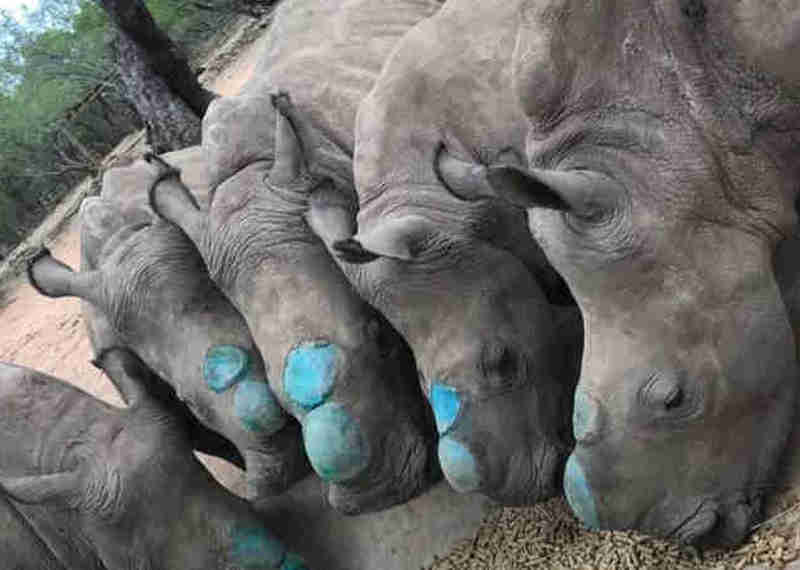 Os rinocerontes órfãos devolvidos à natureza sem chifres para não atraírem caçadores