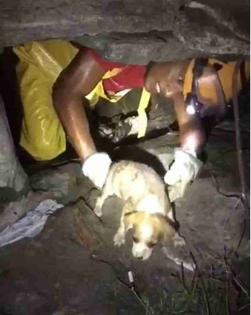 Em Manaus (AM), bombeiros resgatam filhotes de cães que caíram em bueiro