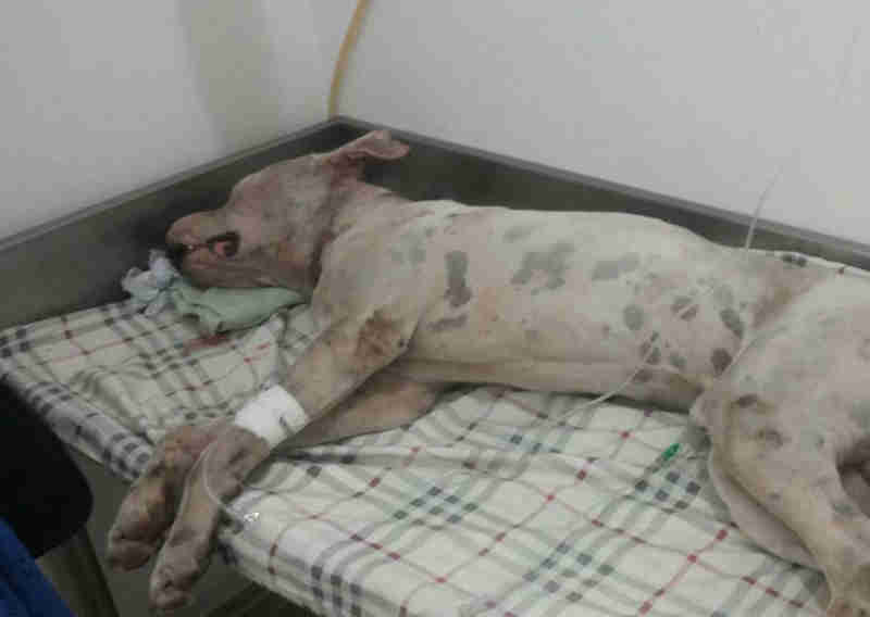 Cachorro é agredido com golpes de terçado e tutores denunciam vizinho em Manaus, AM