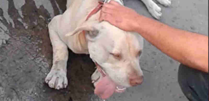 Capturam homem que maltratou seu cão ao amarrá-lo à sua motocicleta na Argentina