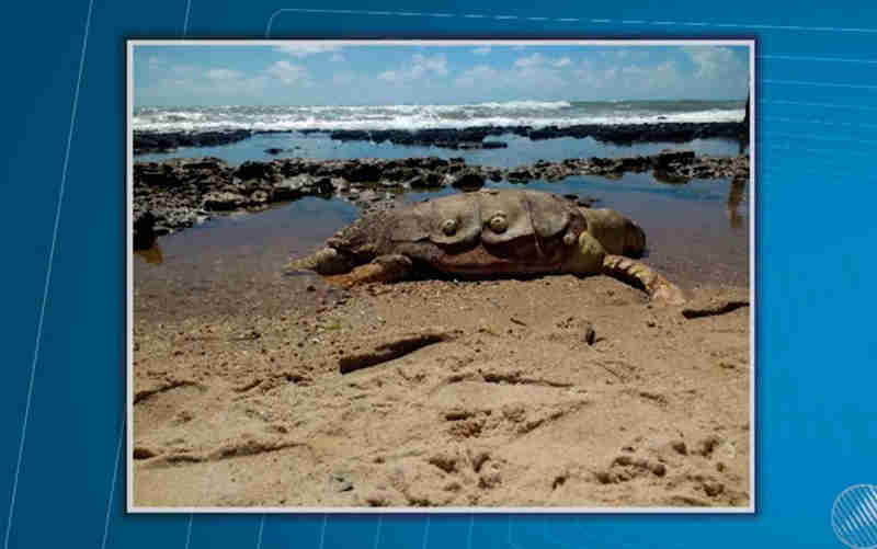 Tartaruga de 200 kg é encontrada morta em praia na Bahia