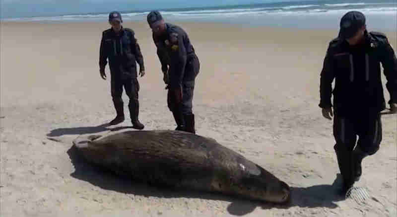 Baleia jubarte com cerca de três metros é encontrada morta em praia de Ilhéus, sul da Bahia
