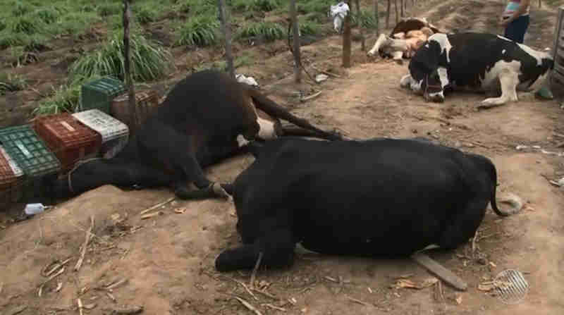 Polícia investiga morte de 9 vacas em fazenda no norte da Bahia