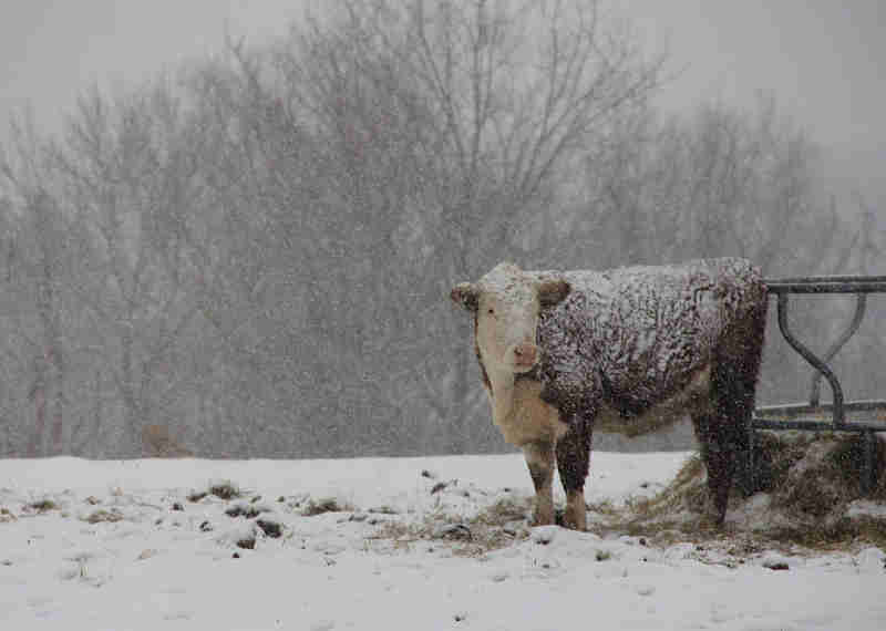 Uma vaca foi deixada para fora em uma nevasca e as autoridades ignoraram. Exija justiça agora!