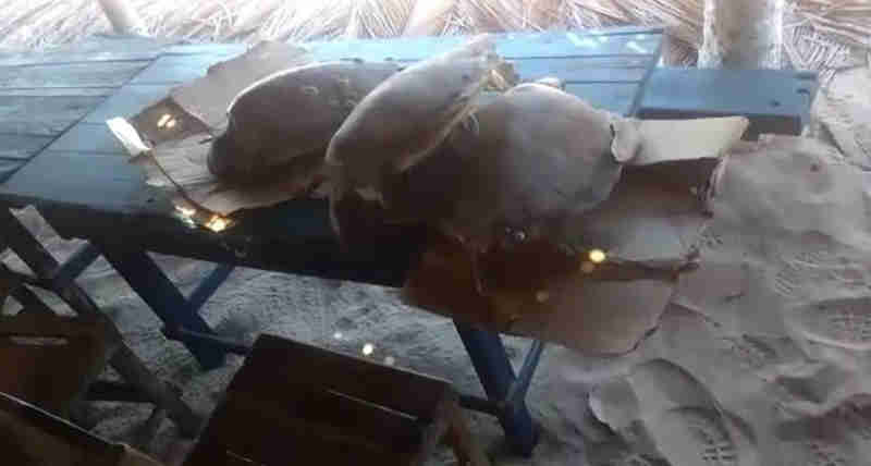 Operação do Ibama inibe comércio ilegal de tartarugas marinhas no Ceará
