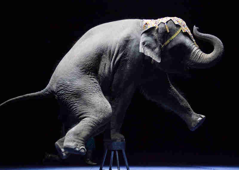 Vitória! Escócia proíbe o uso de animais selvagens em circos