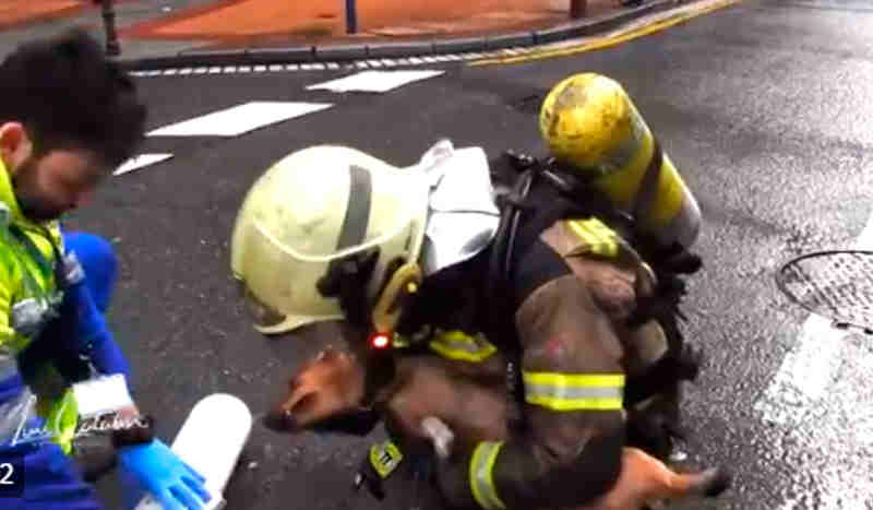 A reanimação mais emocionante: salvamento de um cão em um incêndio