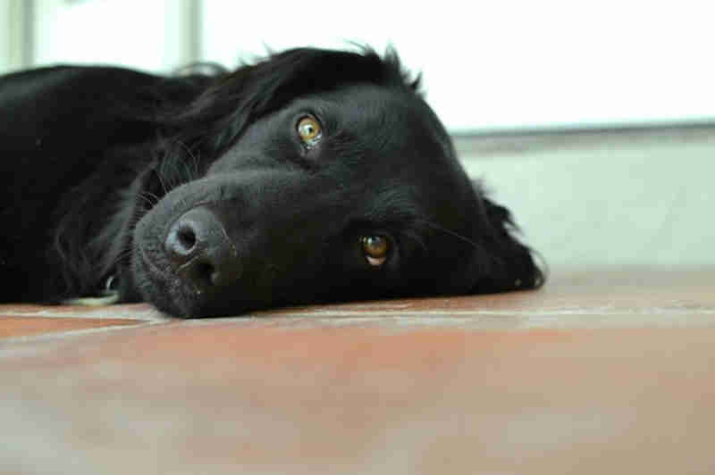 Cachorros sofrem envenenamento no bairro Santos Dumont, em Vitória, ES
