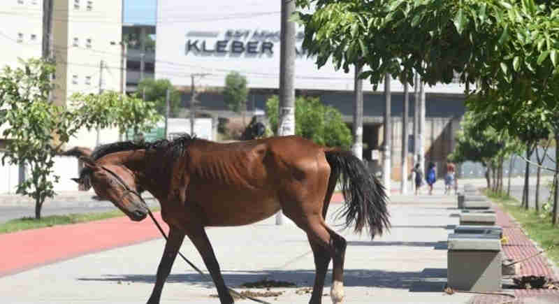 Sem comida e água, cavalo é deixado amarrado em calçada em Cariacica, ES