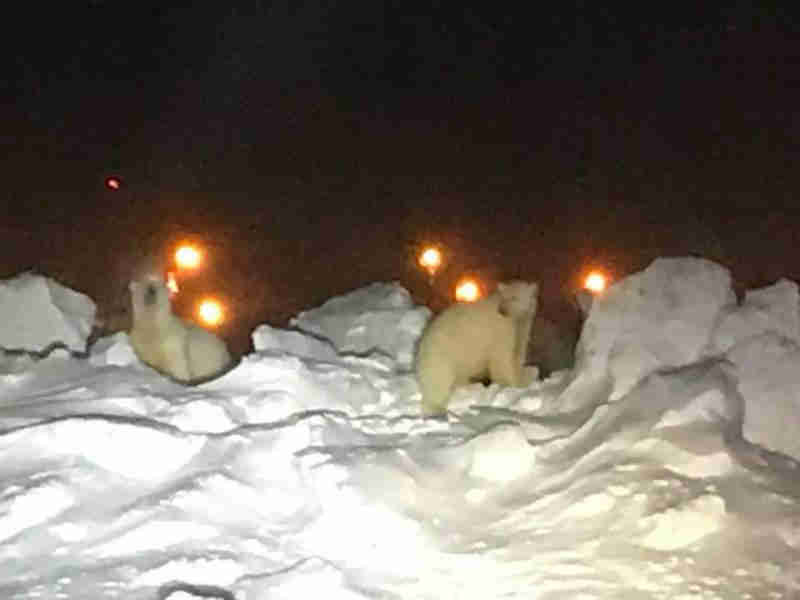 Ursos polares esfomeados invadem aeroporto do Alasca