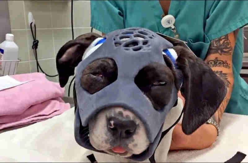 Máscara impressa em 3D pode ajudar na recuperação de cães com lesões faciais