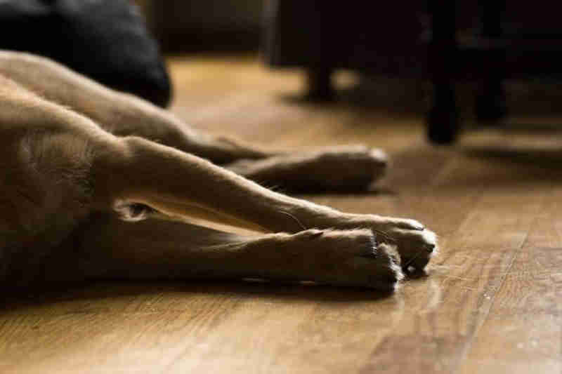 Diretor de abrigo finge morte de cachorro para não devolvê-lo a família