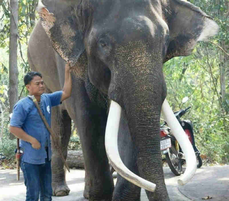 Elefante ‘de celebridades’ explorado em filmes mata tutor na Tailândia