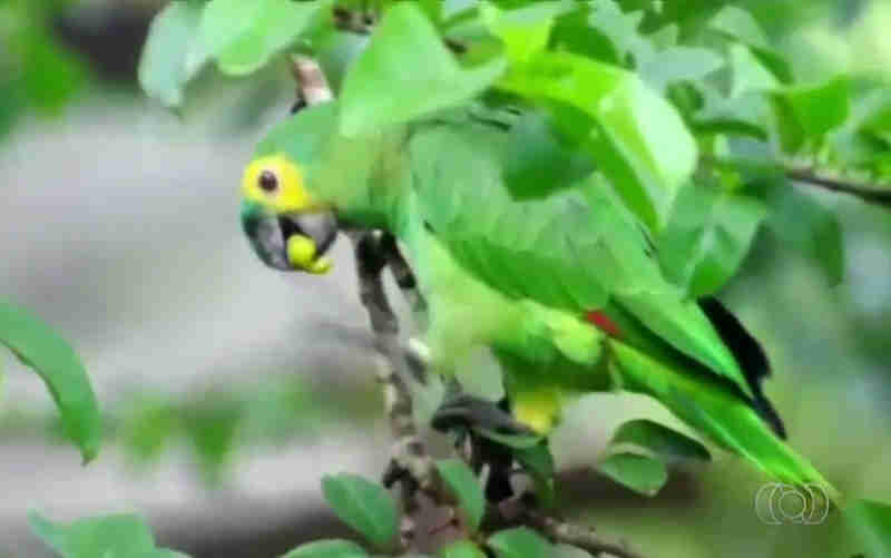 Equipe do Ibama faz soltura de 35 papagaios em fazenda de Goiás; vídeo