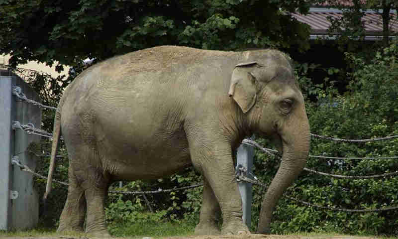 Cinco elefantes morrem atropelados por trem na Índia