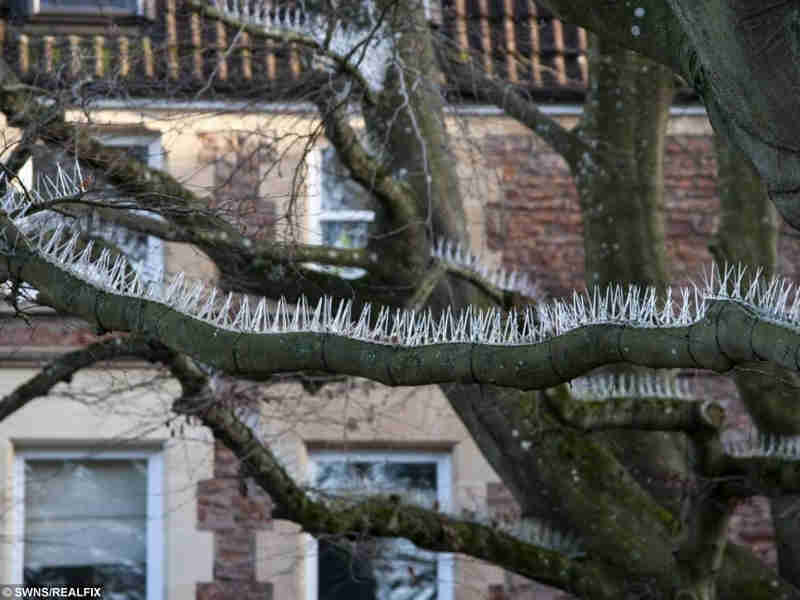 Vergonhoso! ingleses colocam armadilhas antipássaros em árvores para evitar cocô em carros