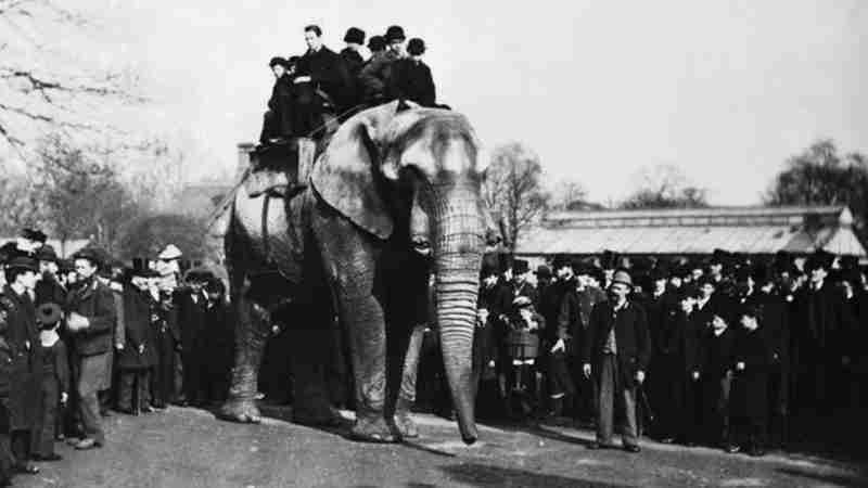 A trágica história de Jumbo, o elefante mais famoso do mundo, que inspirou Disney e apelidou avião
