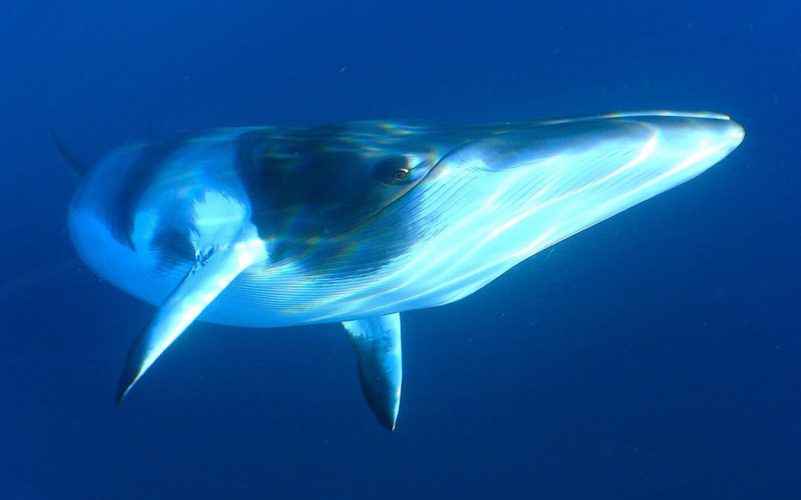 Japão já está de novo caçando baleias ilegalmente. Vamos fazer a ONU intervir e acabar com estes crimes globais!
