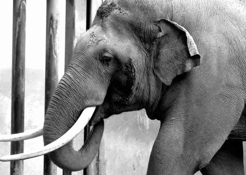 Billy, o elefante, tem sofrido no zoológico de Los Angeles por mais de 30 anos. Vamos enviá-lo para um santuário AGORA!