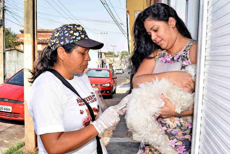 São Luís (MA) supera a meta de vacinação antirrábica animal