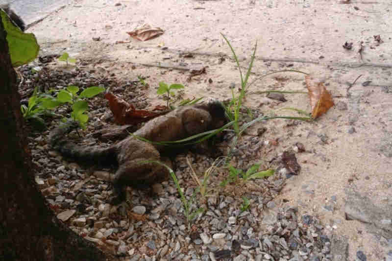 Dois macacos são encontrados mortos na região Norte de Belo Horizonte, MG