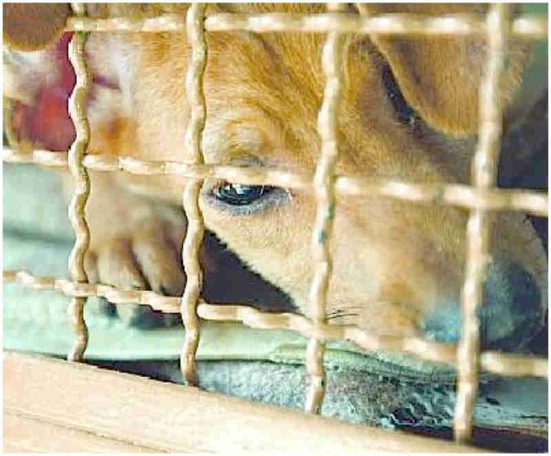 Câmara aprova, em 1º turno, projeto que proíbe venda de animais vivos em comércios de Belo Horizonte, MG