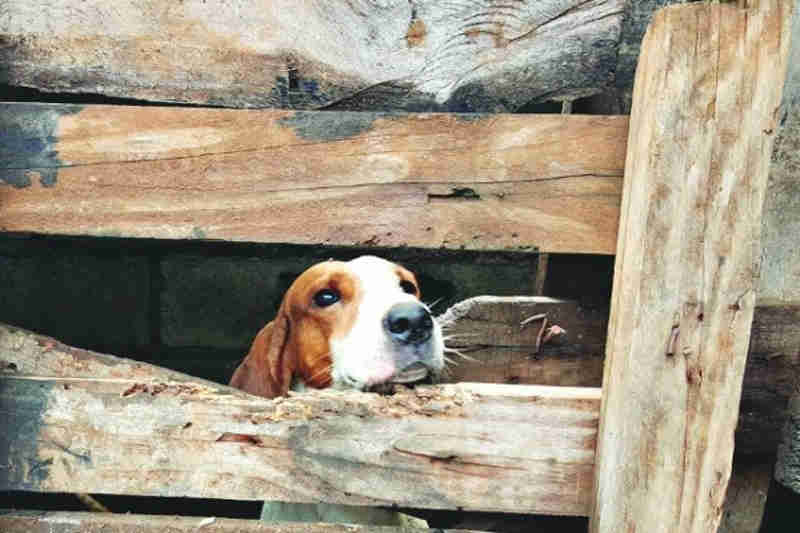 Cães e cavalos sob maus-tratos são resgatados de criadouro irregular em Matozinhos, MG