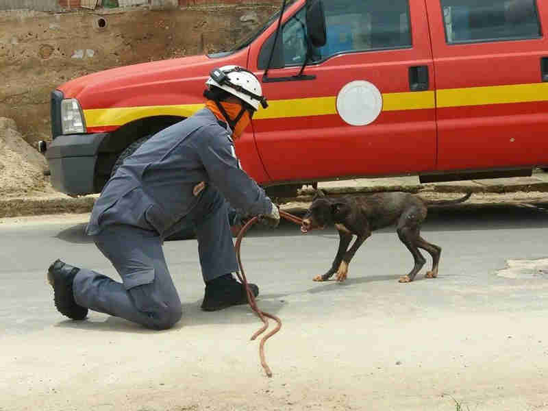 Bombeiros resgatam cachorro que ficou três dias preso em cisterna em Barbacena, MG