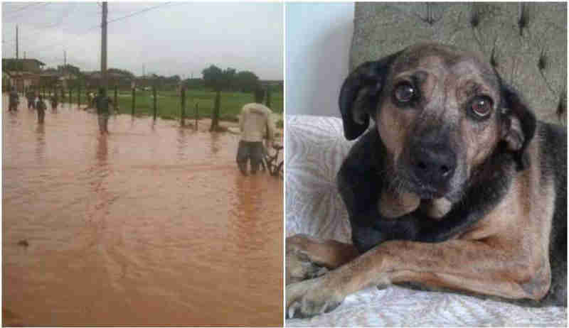 Campanha para ajudar animais atingidos pelas chuvas é realizada em BH