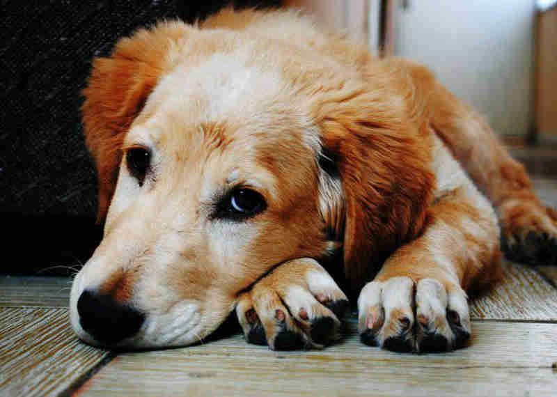 Projeto na Câmara de BH quer a vacinação gratuita de cães contra a leishmaniose