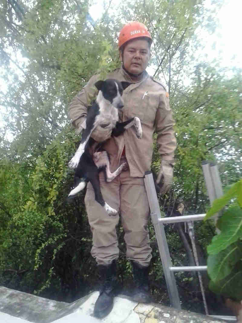 Cachorro é resgatado por bombeiro após passar a noite em barranco de Corumbá, MS